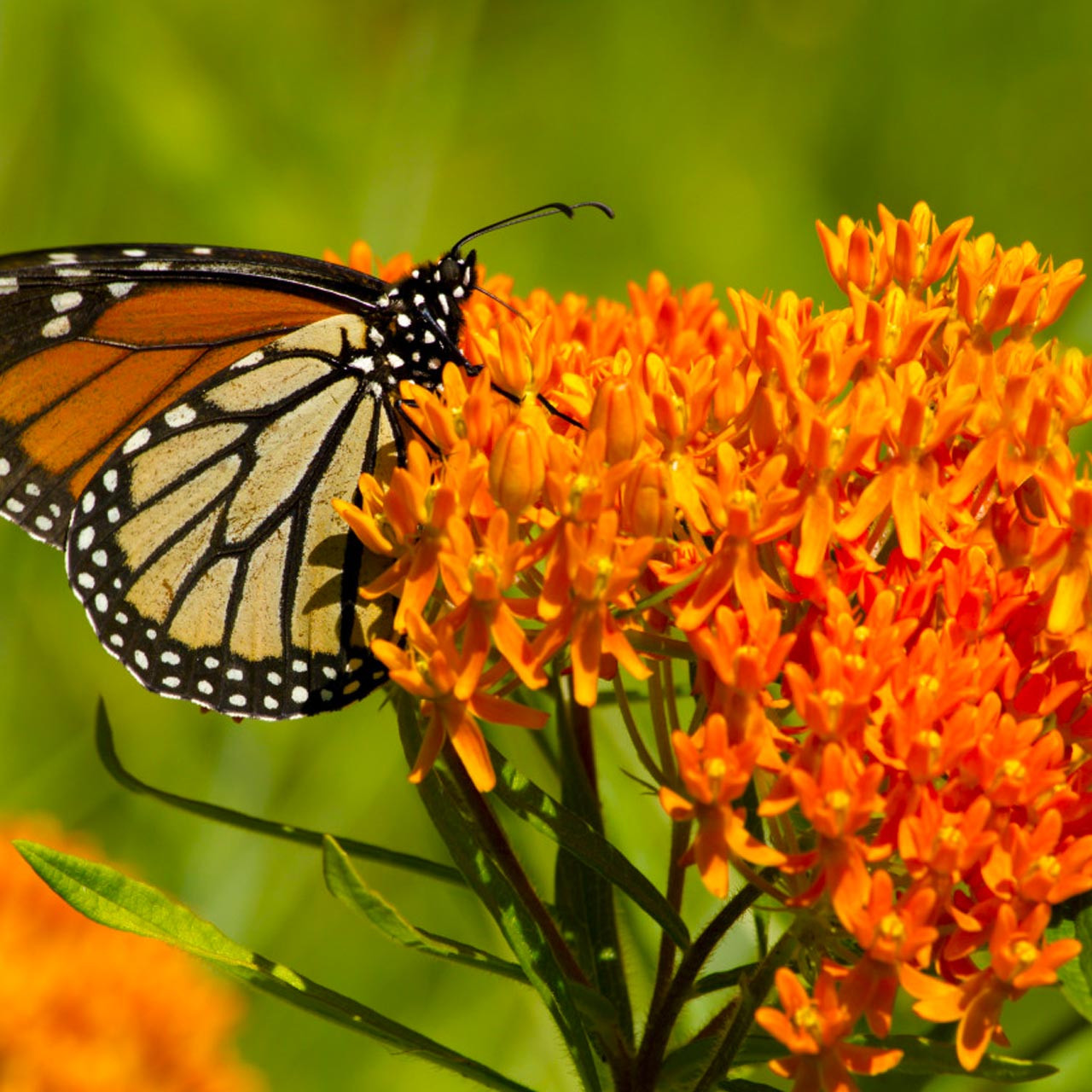 Butterfly-Milkweed