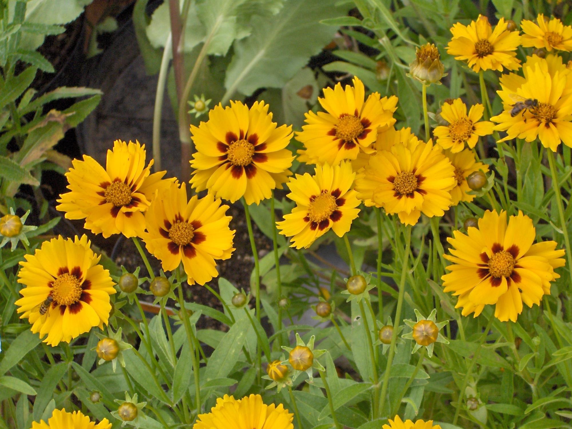 Coreopsis_lanceolata_Sterntaler