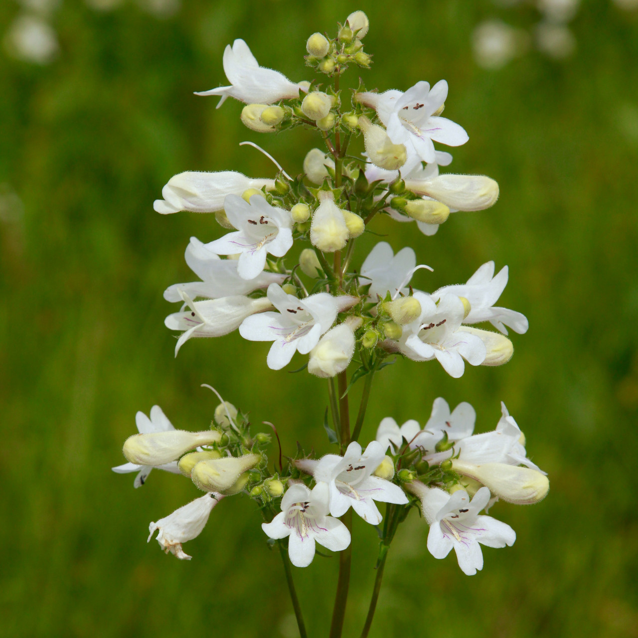 Penstemon digitalis.merv_bcwebMG_7158__14347