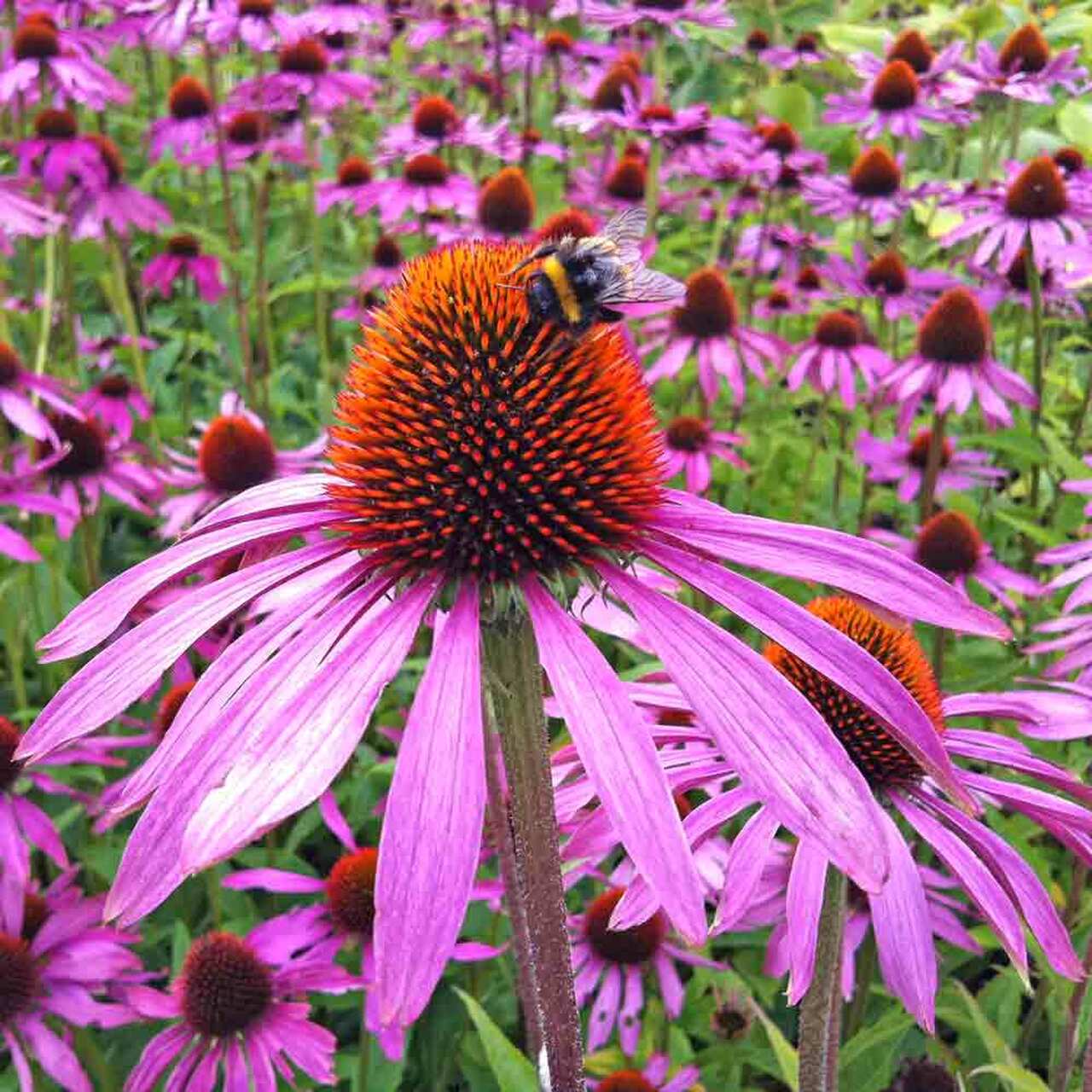 Purple-Coneflower