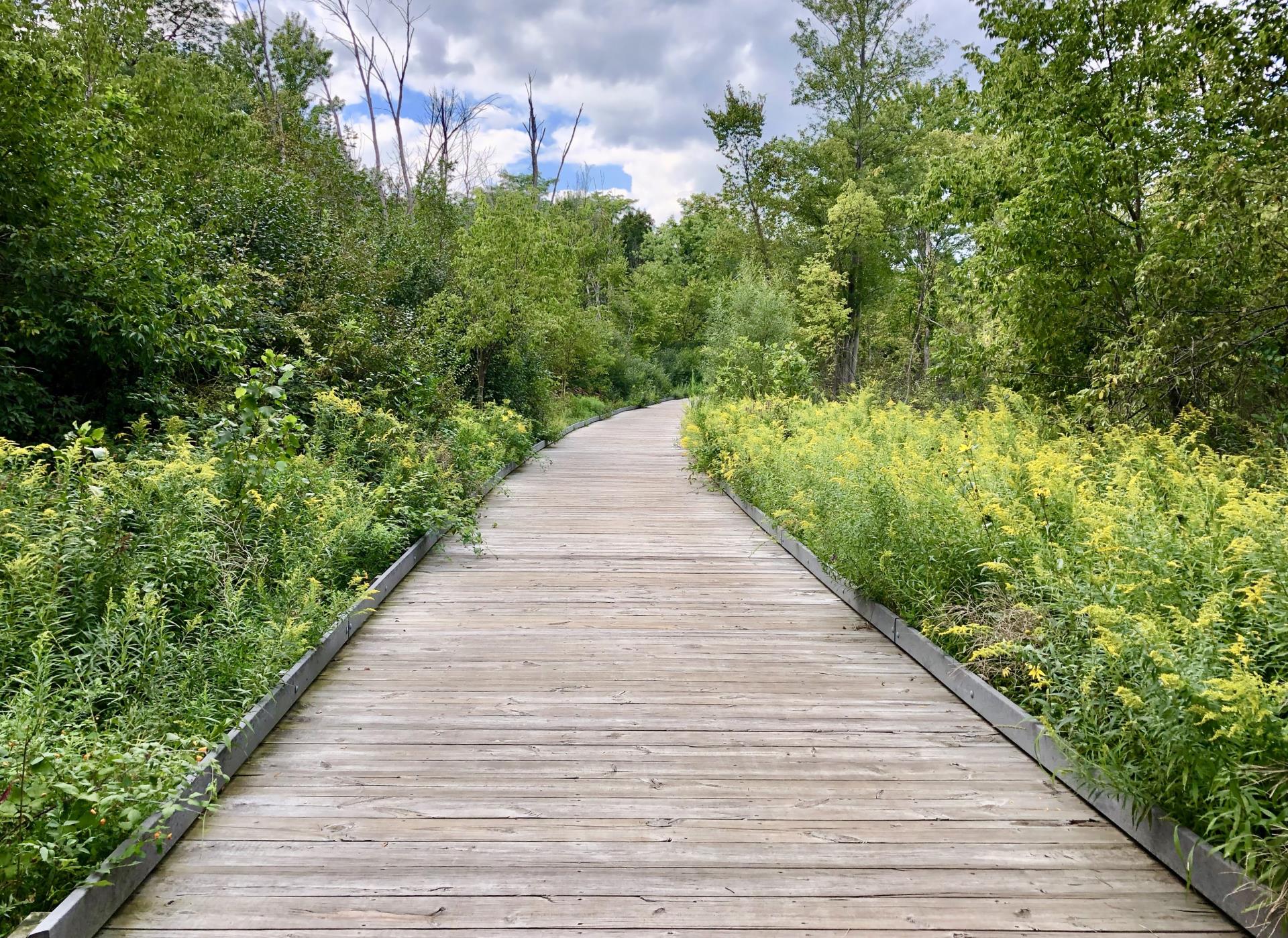 Wooden path through trees