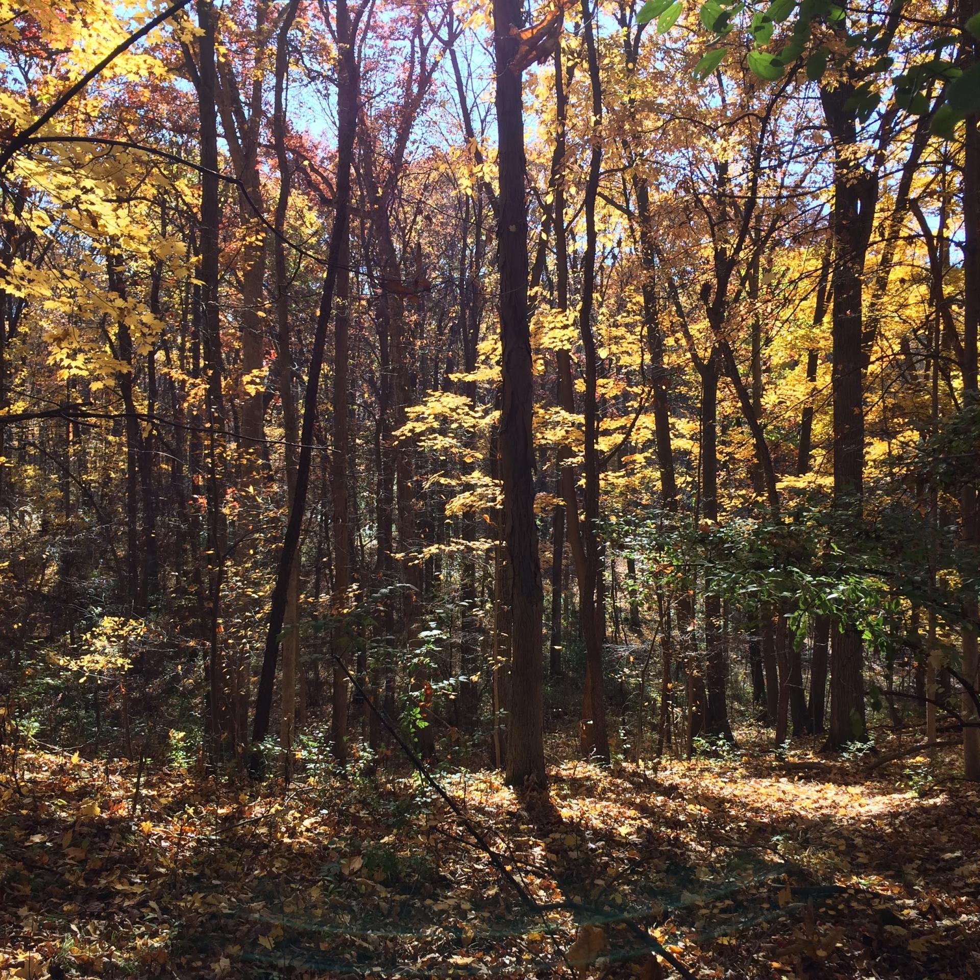 Woods with fall colored leaves