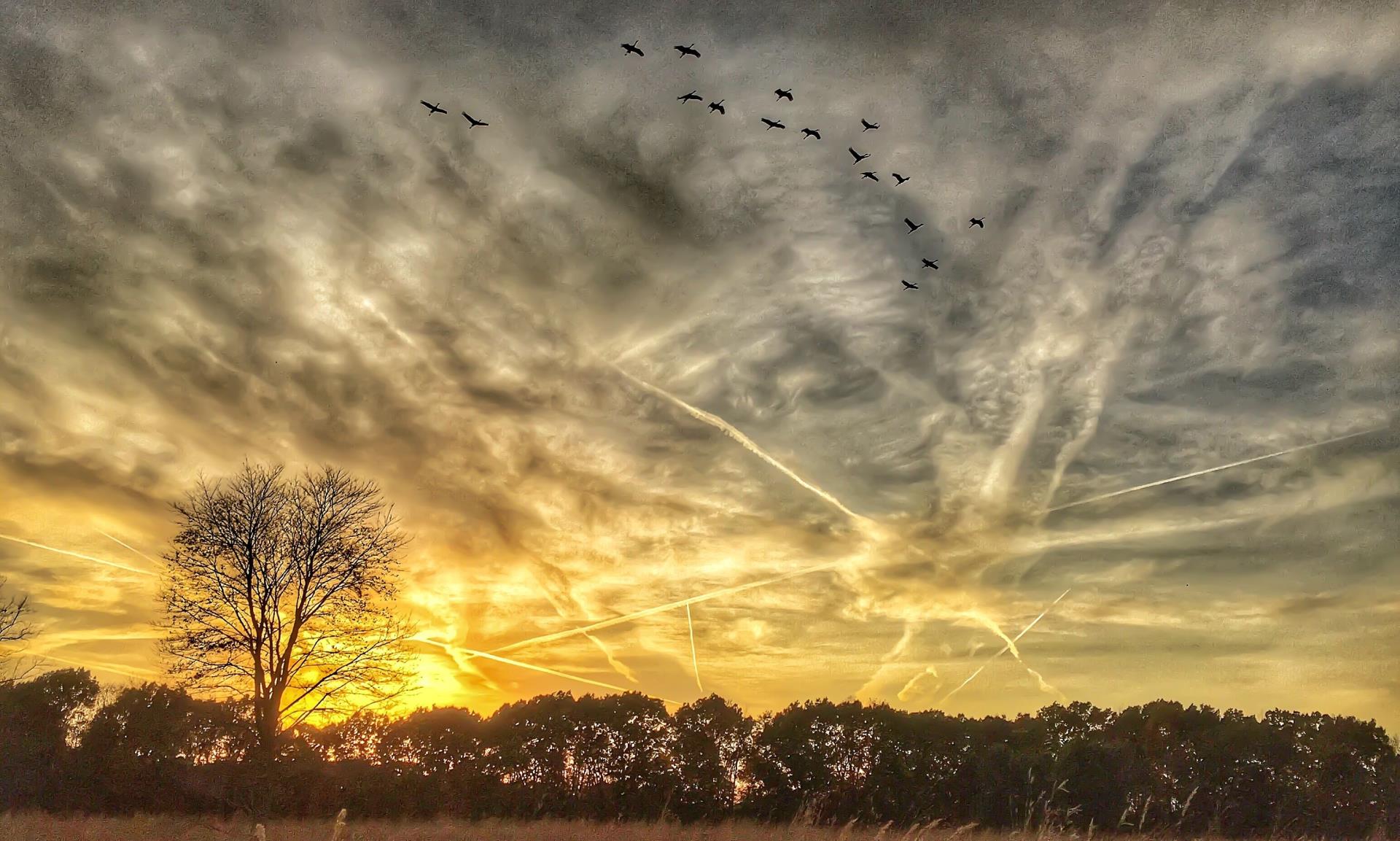 Yellow sky with birds