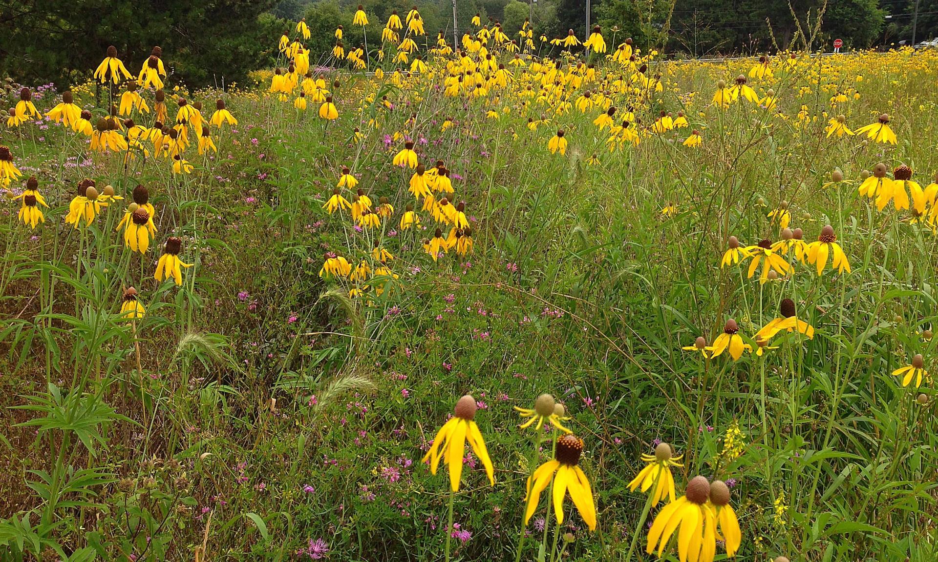 Brown-eyes Susans, 827 N Zeeb Rd