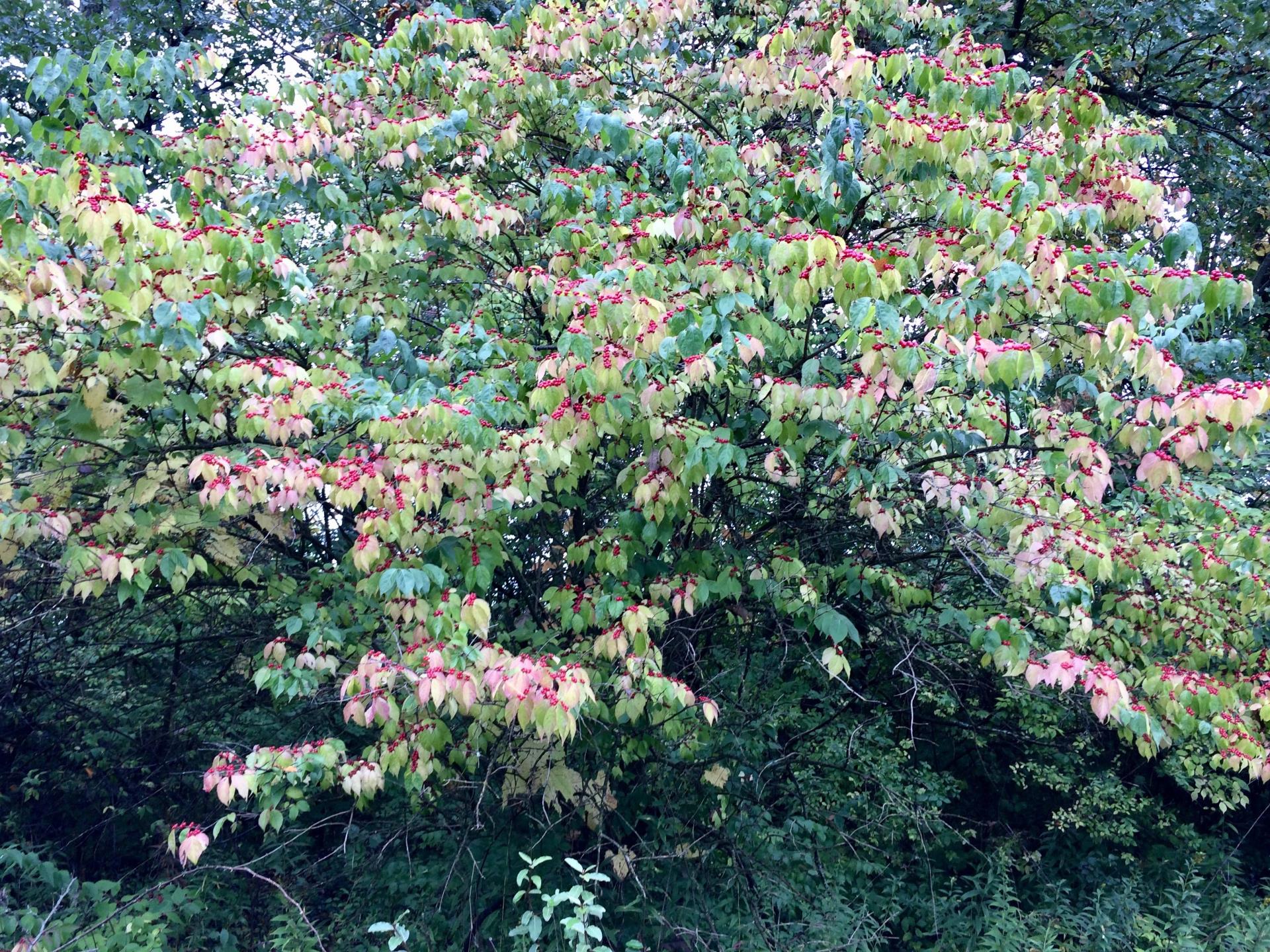 Wild honeysuckle berries 100718