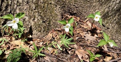 Trilliums