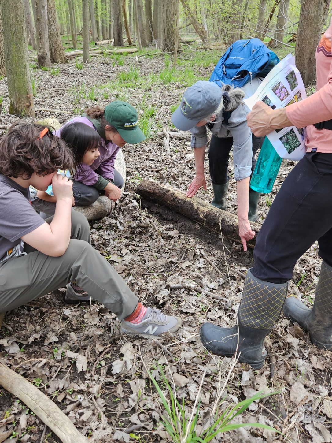 Volunteers Salamander Eggs